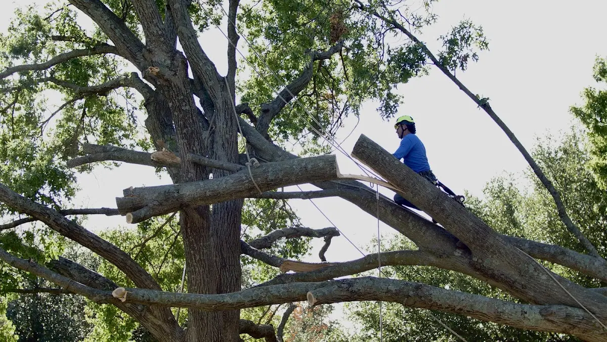 Professional Hazardous Tree Removal performed by certified arborists in Hickory